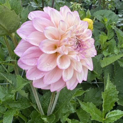 Florelie Pirouette