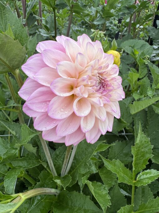 Florelie Pirouette