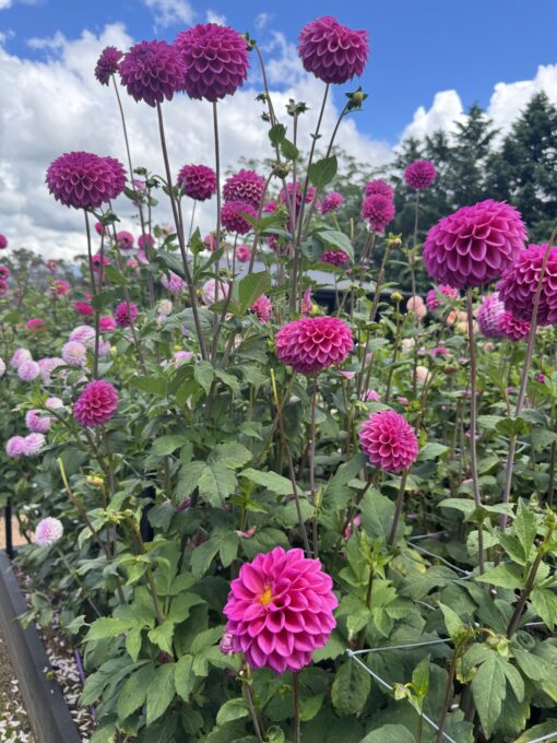 Dahlia Patch Darcie Jean - Image 2