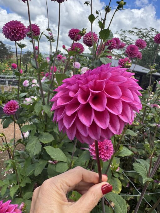 Dahlia Patch Darcie Jean - Image 3