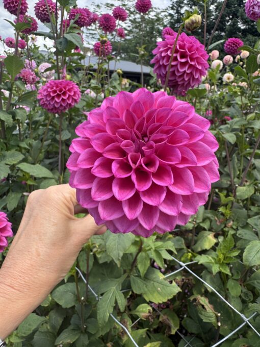 Dahlia Patch Darcie Jean - Image 4