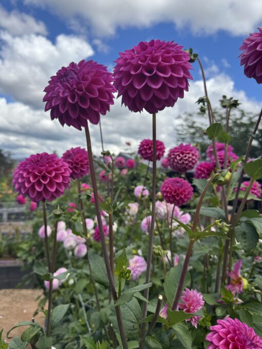 Dahlia Patch Darcie Jean - Image 5