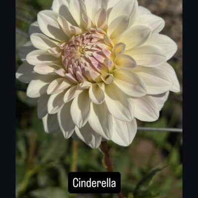 Cinderella