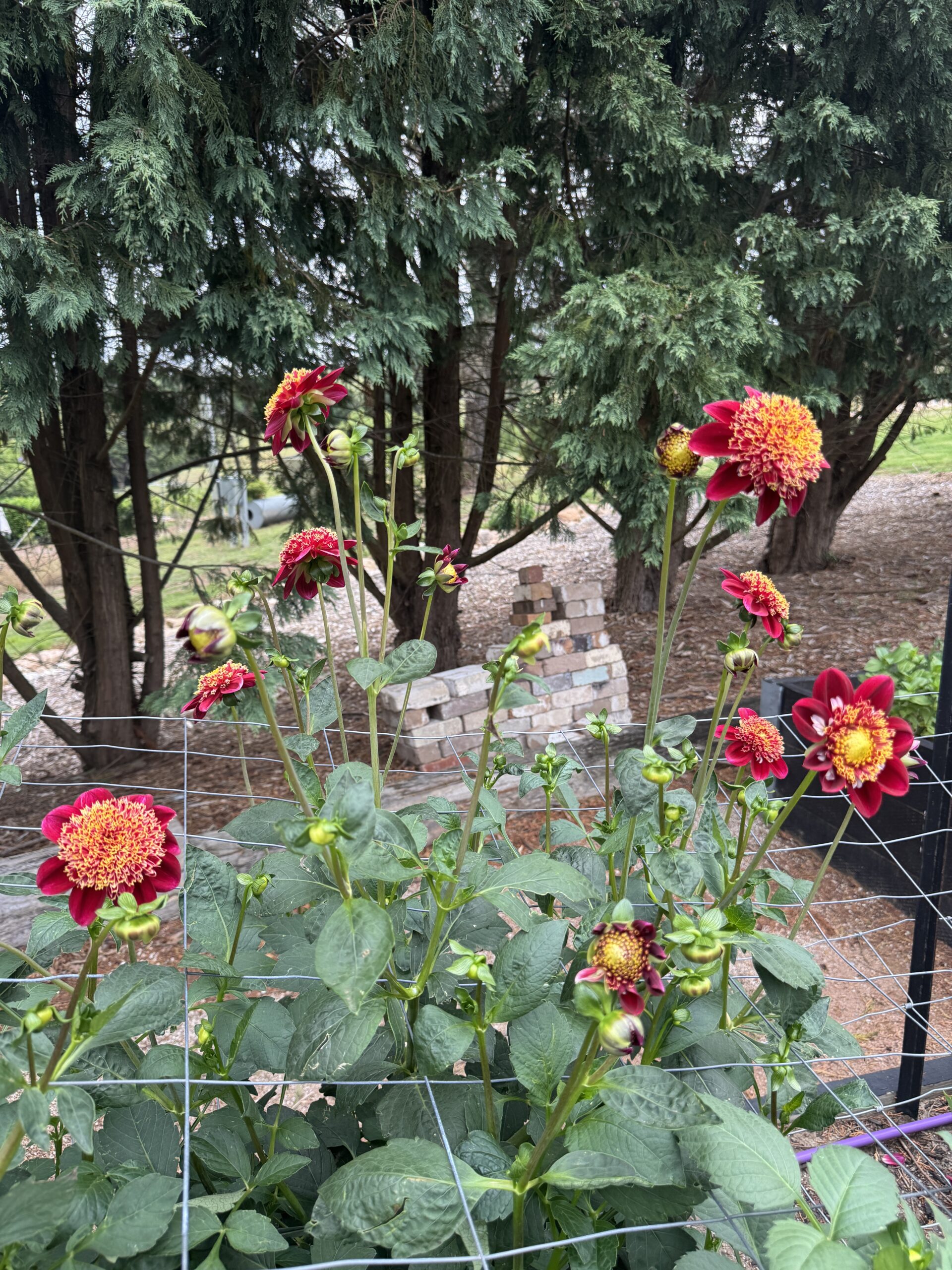 Granite Queen Bee - Image 2