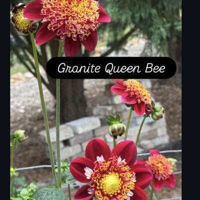 Granite Queen Bee