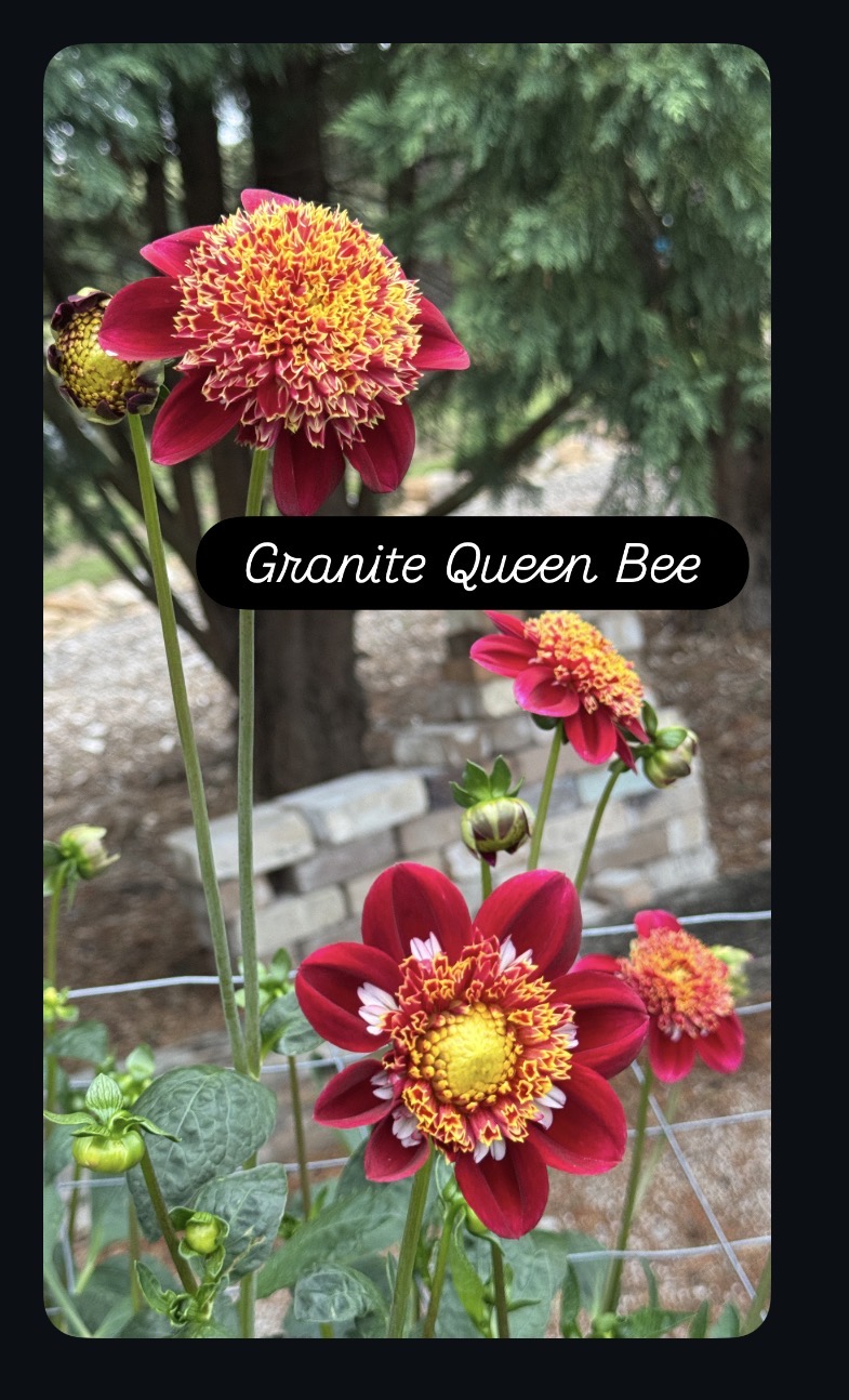 Granite Queen Bee