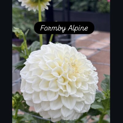 Formby Alpine