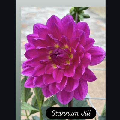 Stannum Jill