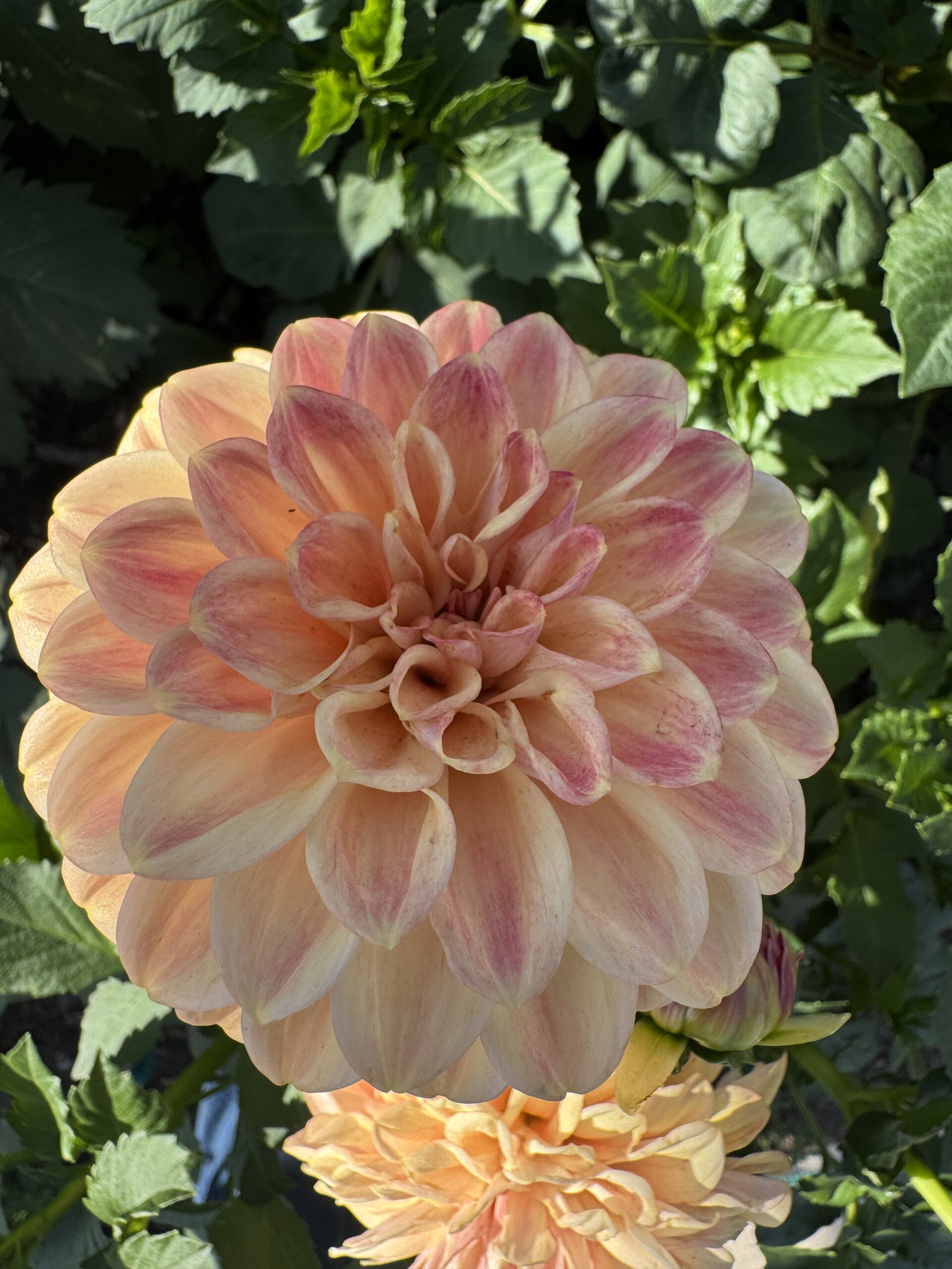 Darbo Highland - Image 2