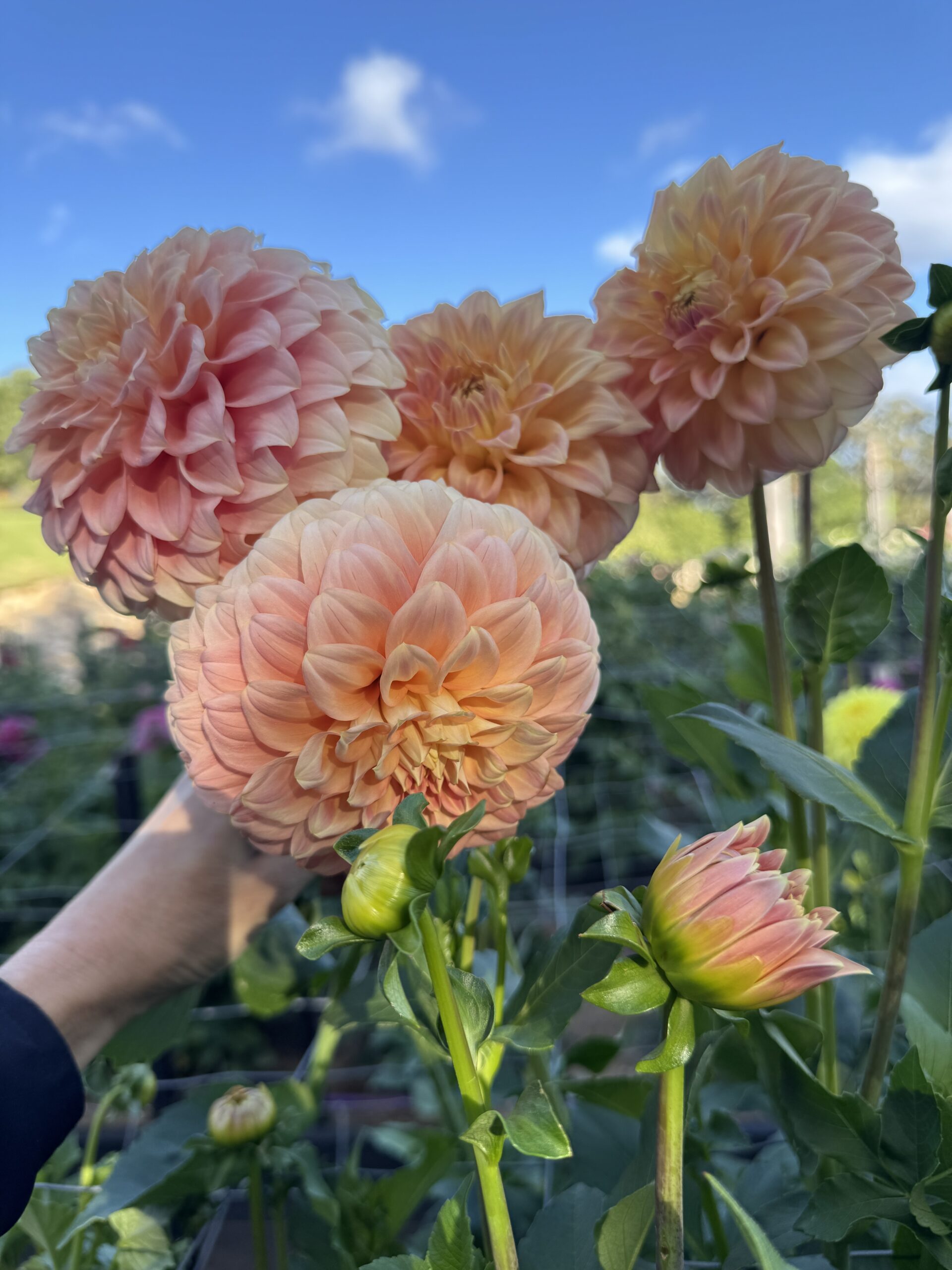 Bracken Glenda - Image 5