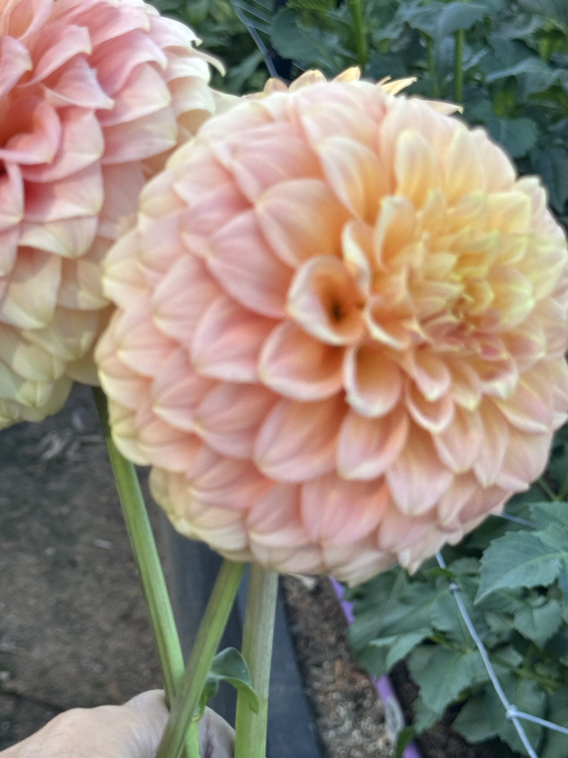 Bracken Glenda - Image 3