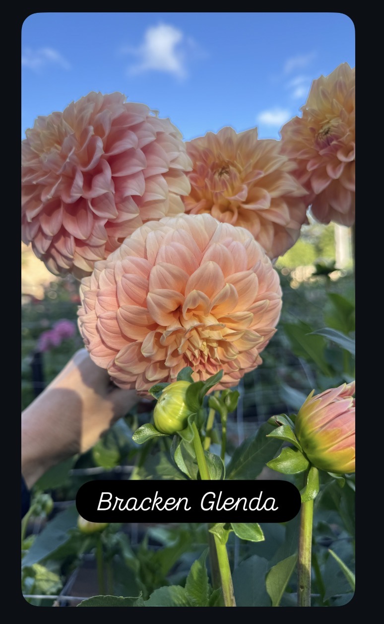 Bracken Glenda - Image 2