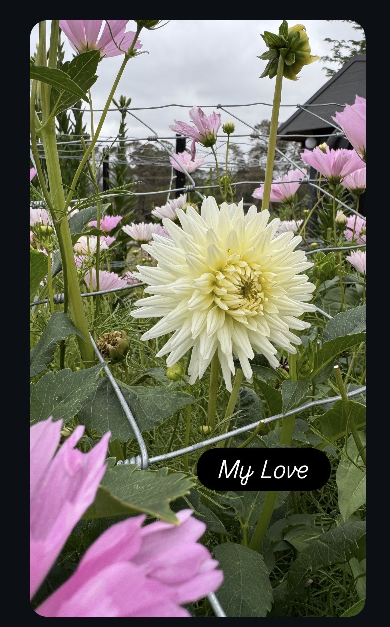My Love - Image 2