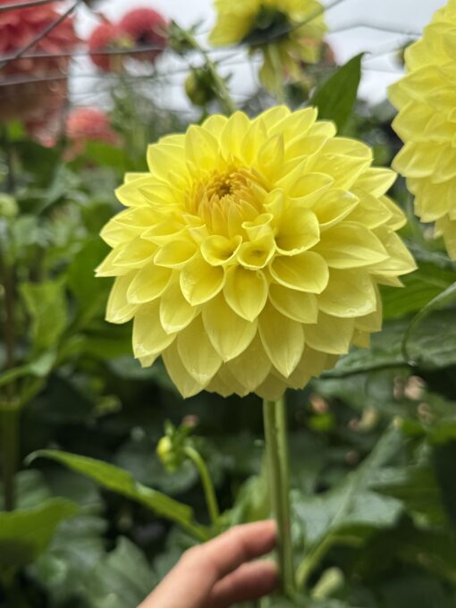 Yellow Show