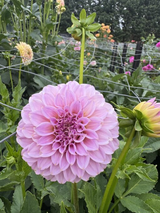 Araluen Leatrice | The Dahlia Patch