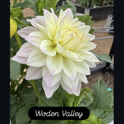 Woden Valley