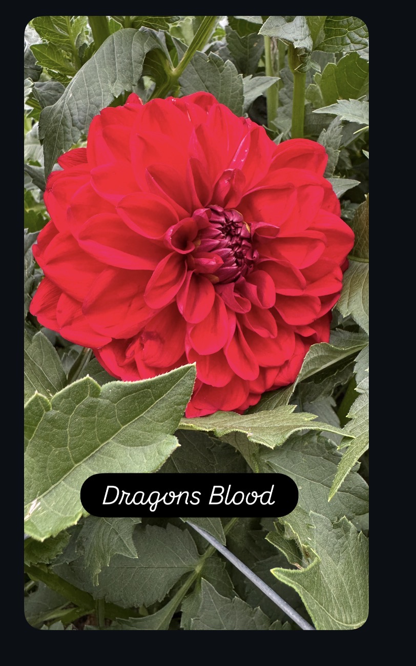 Dragons Blood