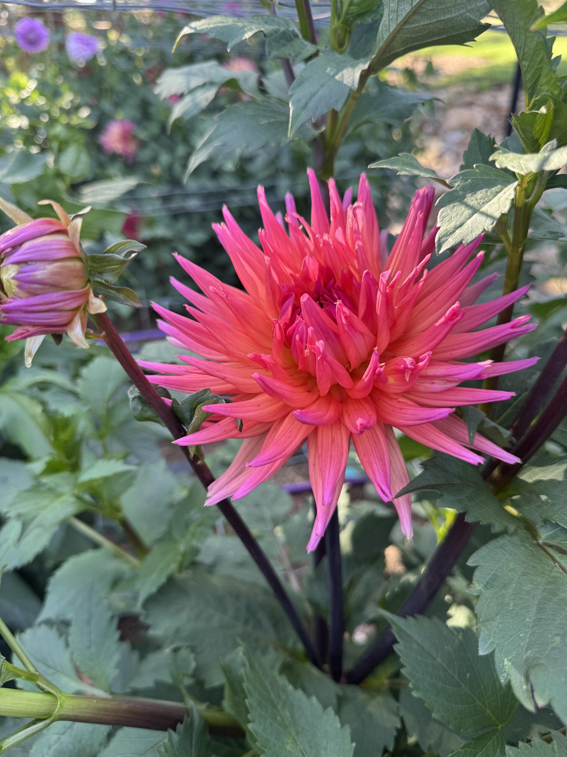 Winkie Mark - Image 2