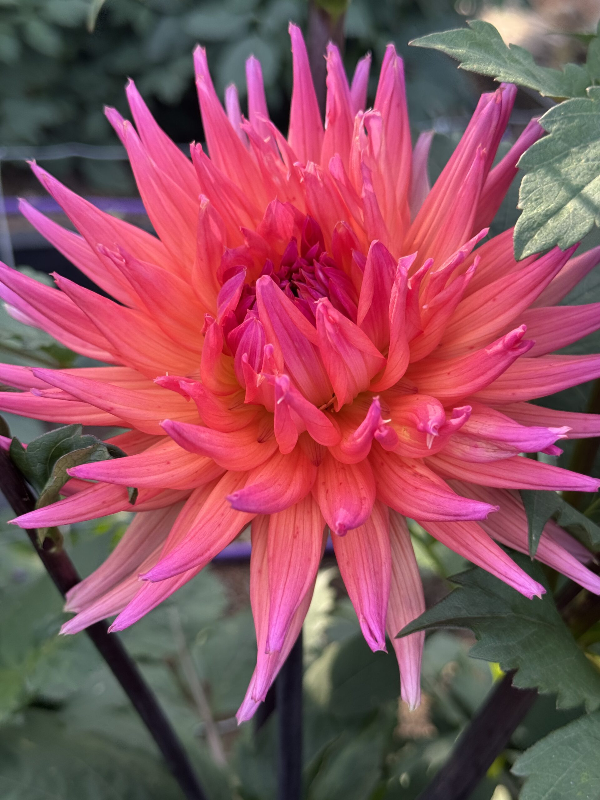 Winkie Mark - Image 3