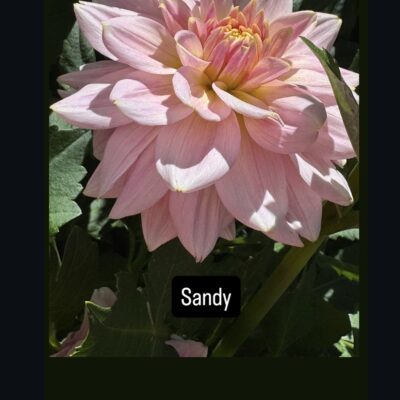 Sandy