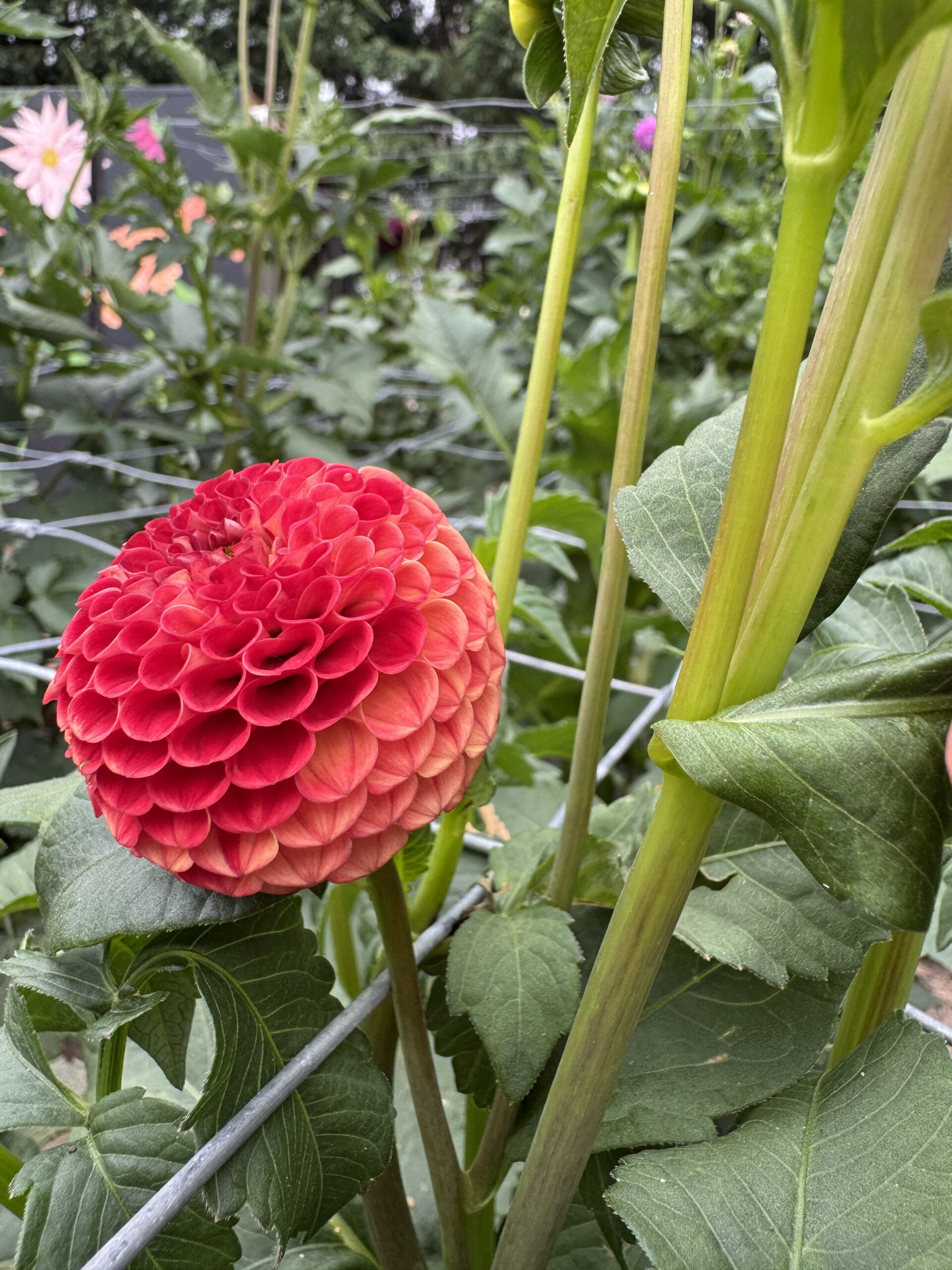 Stoneleigh Joyce - Image 2