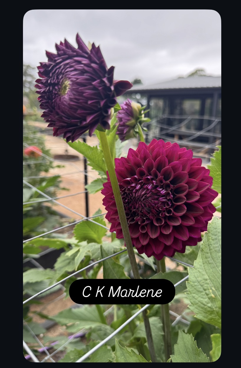 C. K Marlene - Image 2