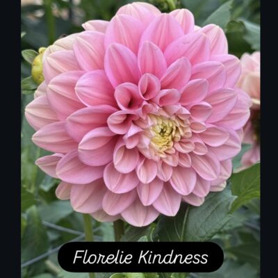 Florelie Kindness