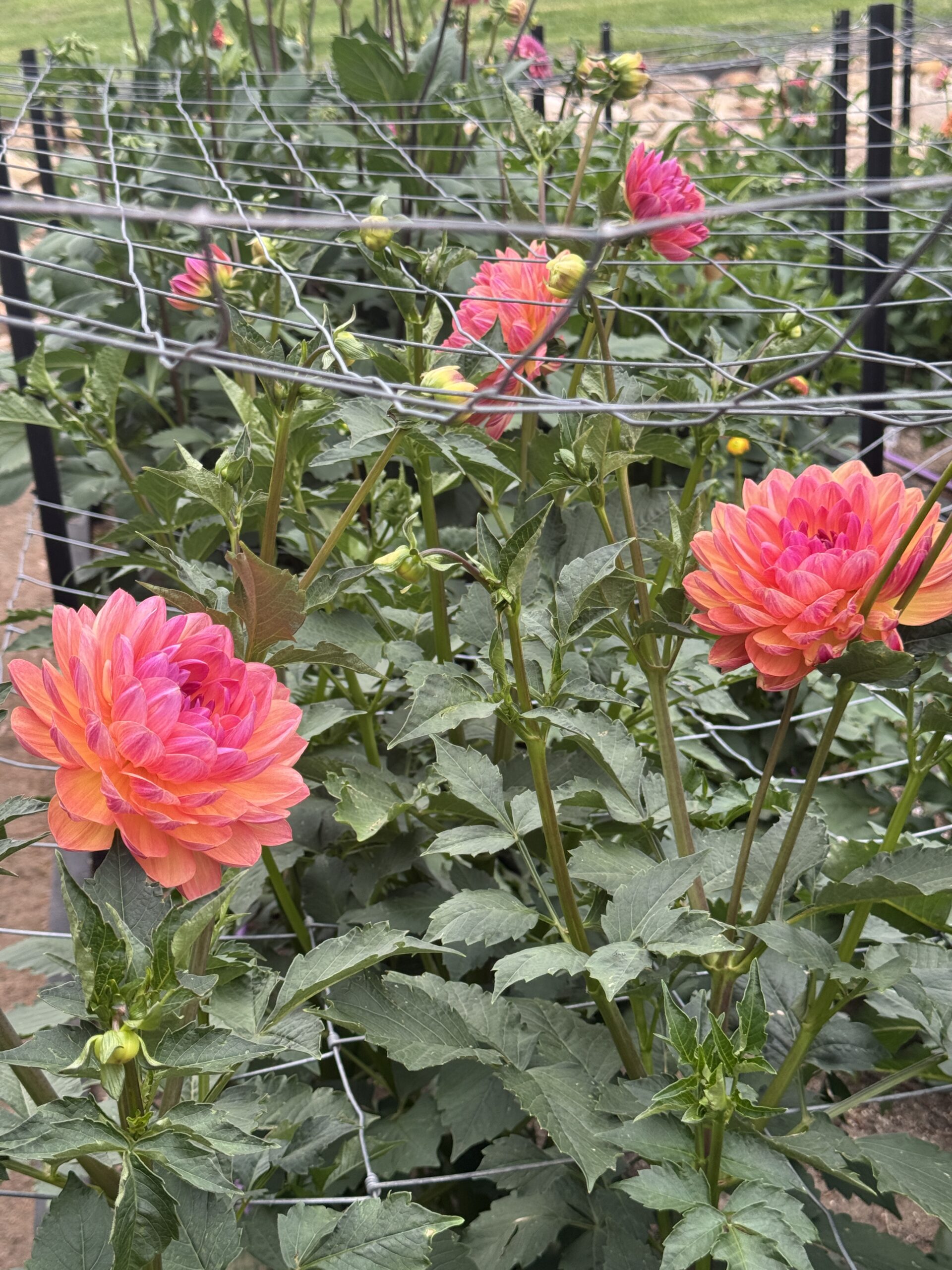 Pam Howden - Image 3