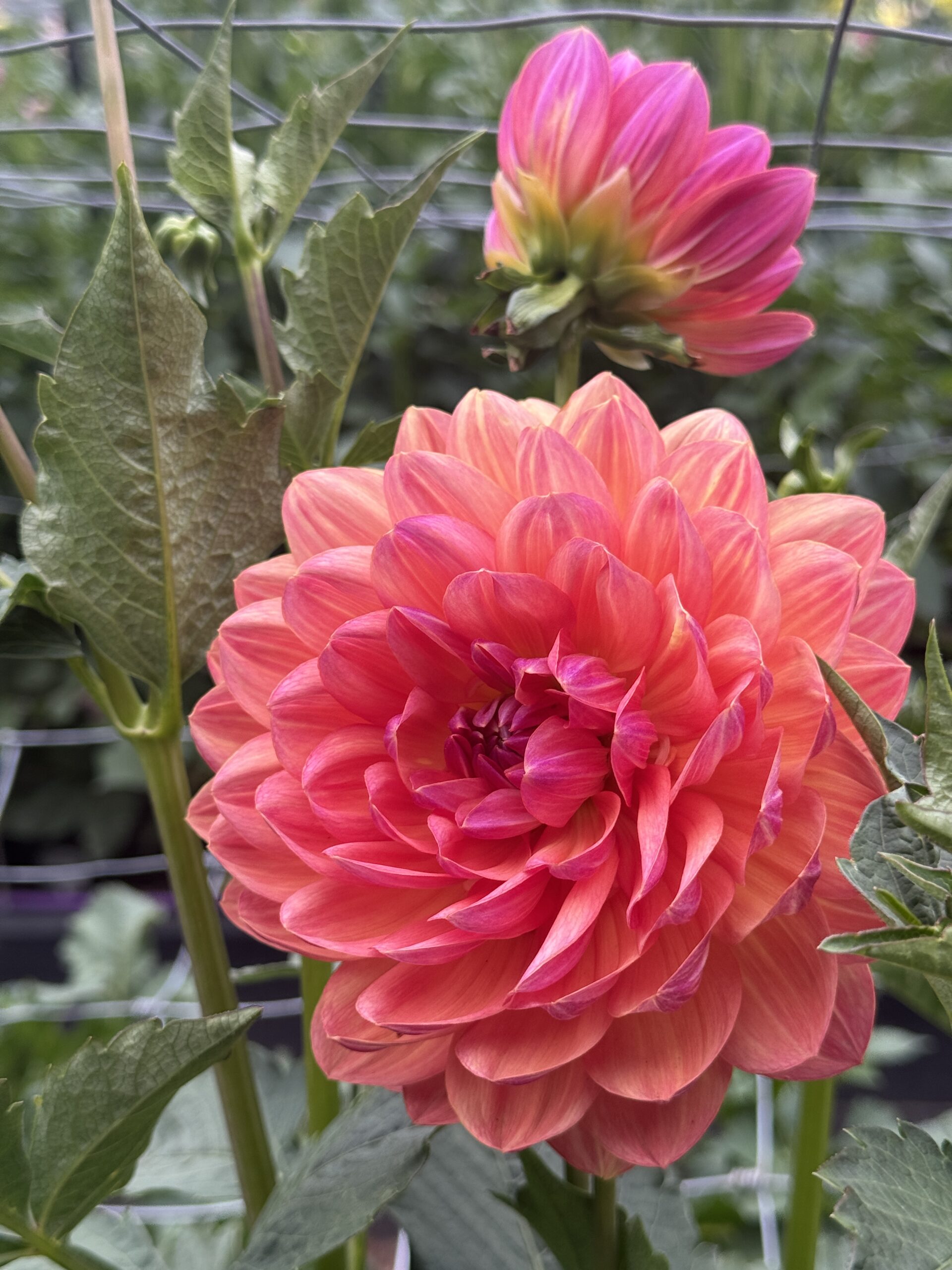 Pam Howden - Image 2