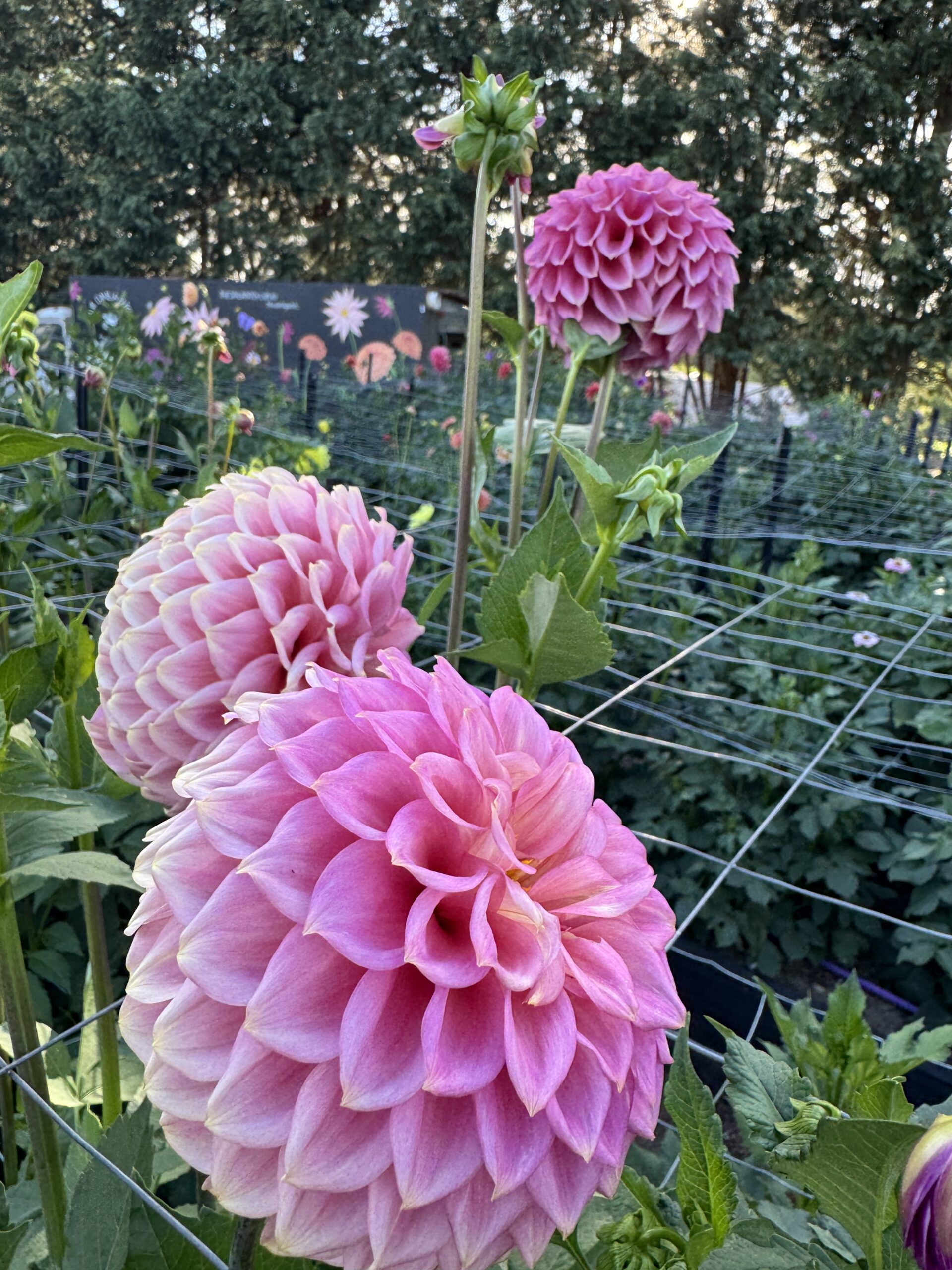 Florelie Flamingo - Image 2