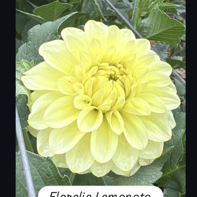 Florelie Limonata