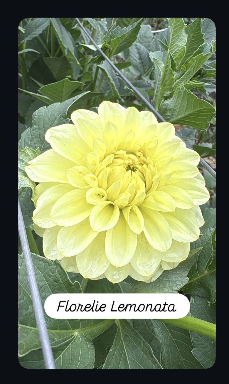 Florelie Limonata