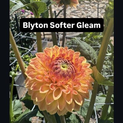 Blyton Softer Gleam