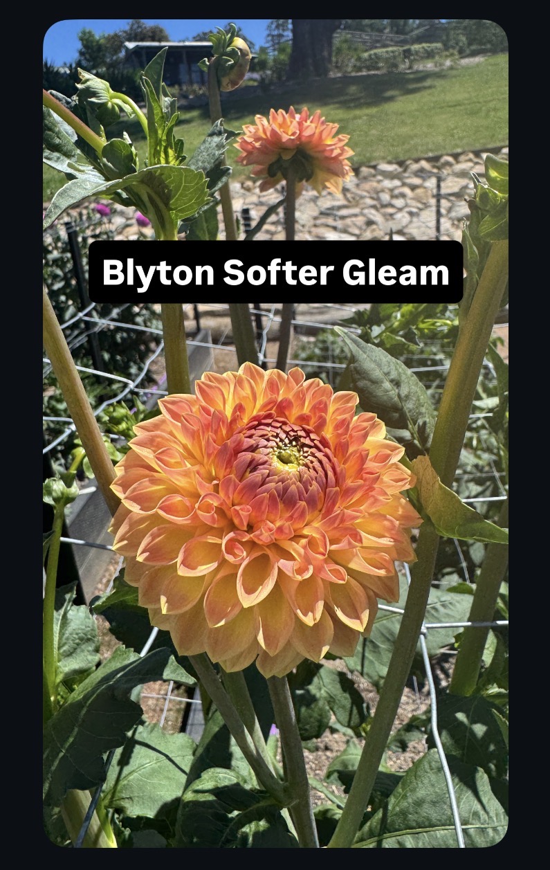 Blyton Softer Gleam