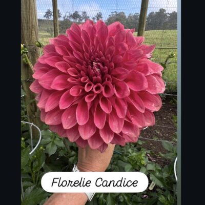 Florelie Candice