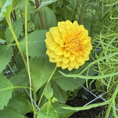 Florelie Dandelion