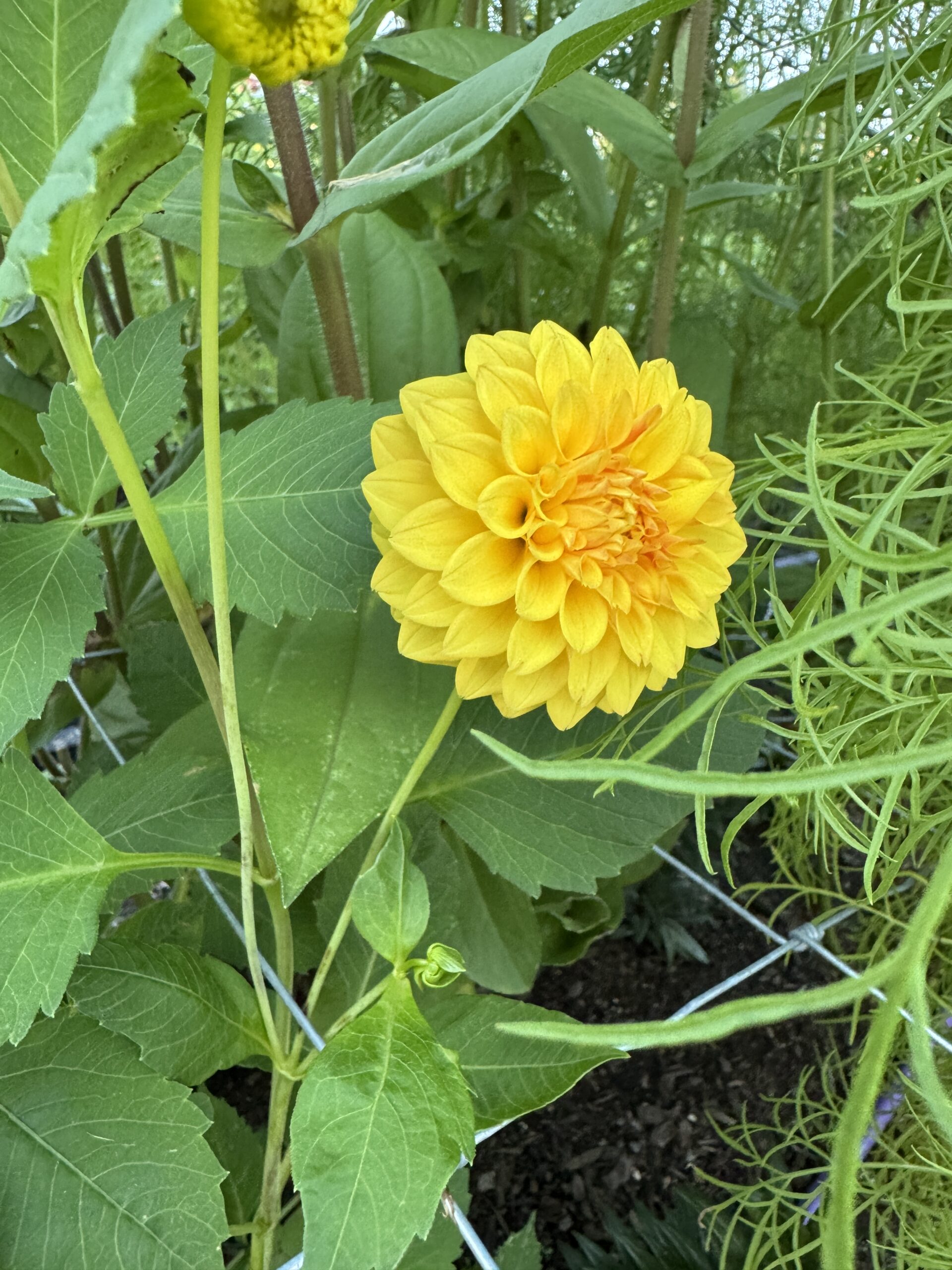 Florelie Dandelion