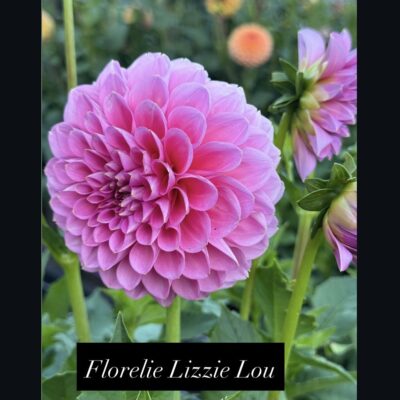 Florelie Lizzie Lou