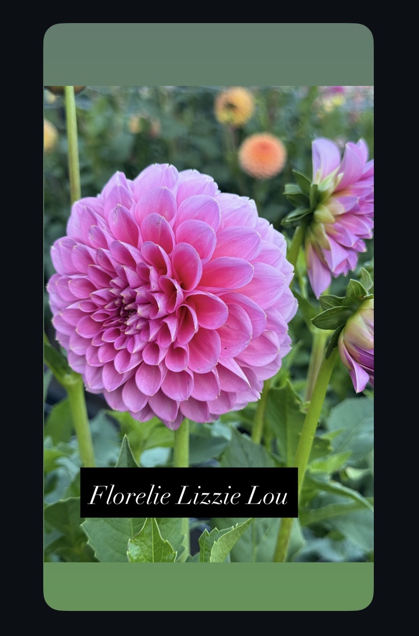 Florelie Lizzie Lou
