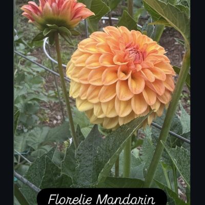 Florelie Mandarin