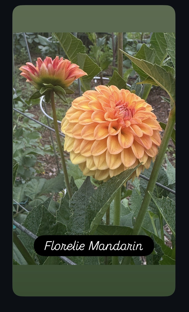 Florelie Mandarin