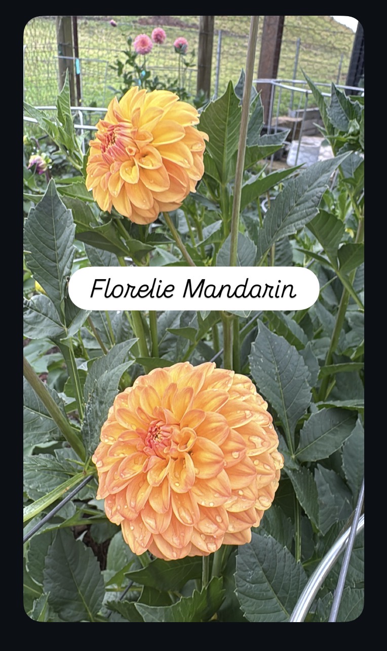 Florelie Mandarin - Image 2