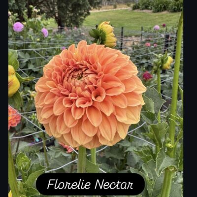 Florelie Nectar