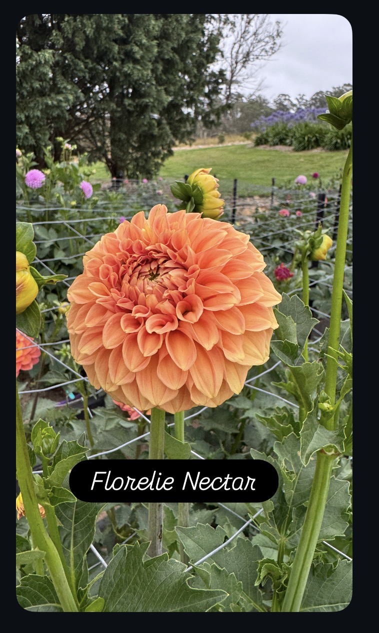 Florelie Nectar