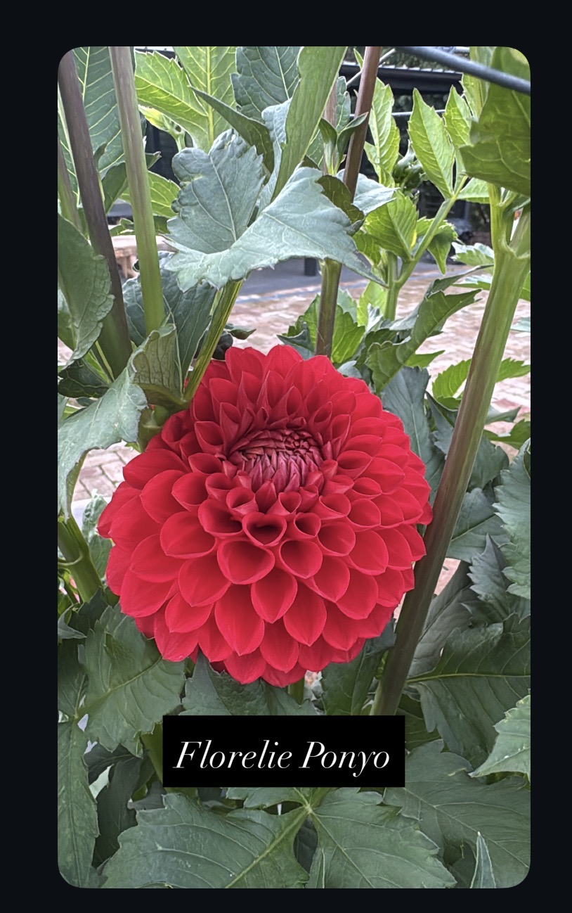 Florelie Ponya