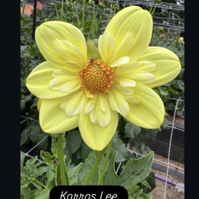 Karras Lee Collerette