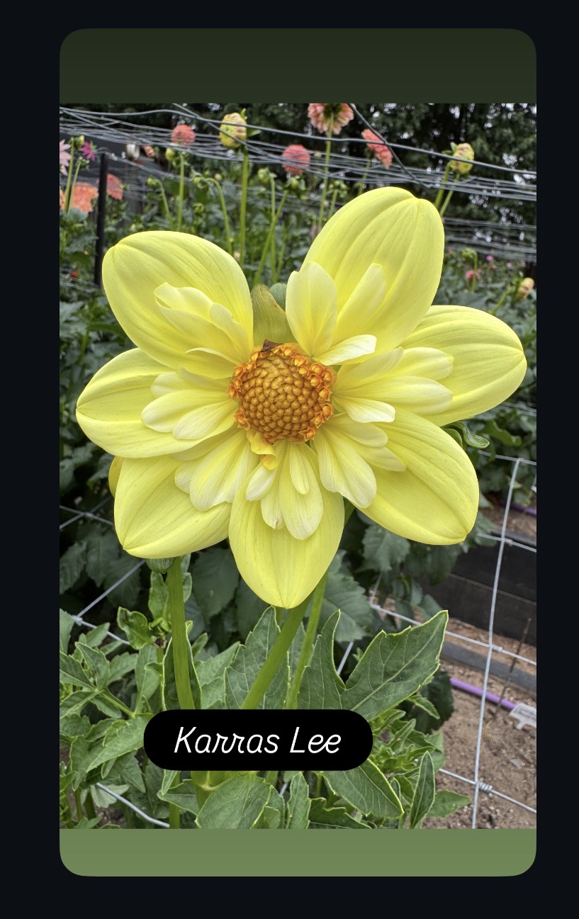 Karras Lee Collerette