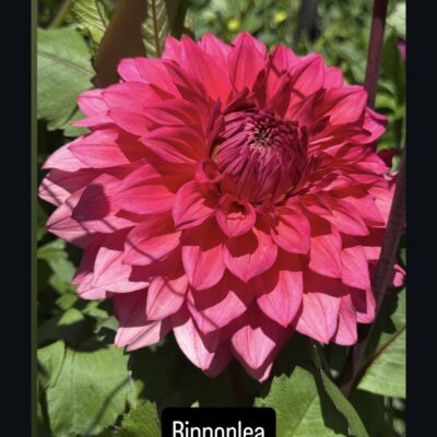 Ripponlea