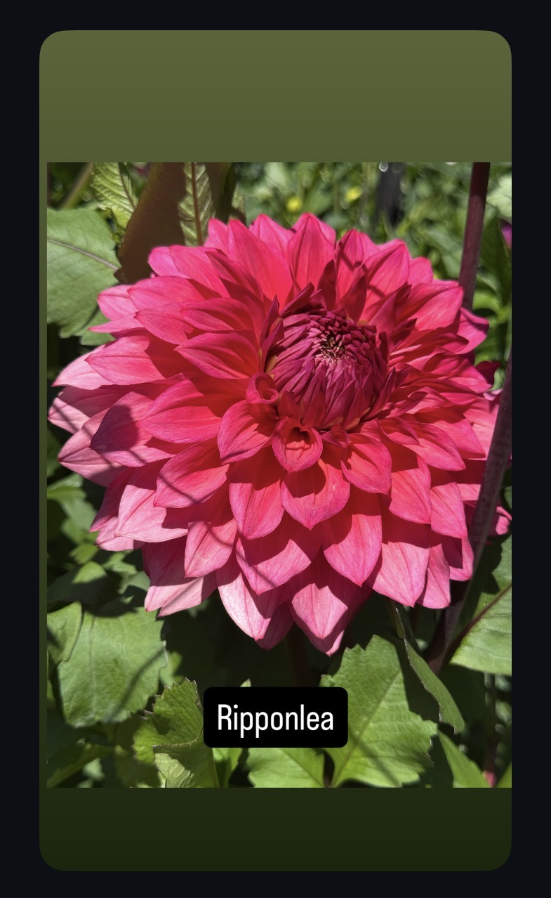 Ripponlea