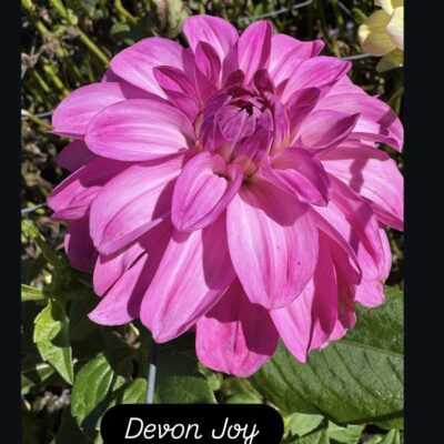 Devon Joy